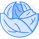 پیش‌نمایش فایل cabbage-52 از پک غذا