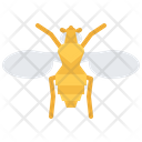 پیش‌نمایش فایل beetle-5923950 از پک حشرات