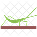 پیش‌نمایش فایل grasshopper-5923943 از پک حشرات