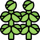 پیش‌نمایش فایل brussels-sprouts-5936602 از پک سبزیجات