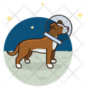 پیش‌نمایش فایل space-dog-3179658 از پک سگ ها