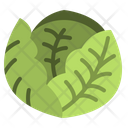 پیش‌نمایش فایل cabbage-4238451 از پک غذا