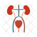 پیش‌نمایش فایل excretory-7 از پک پزشکی فلت چندرنگ