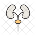 پیش‌نمایش فایل kidney-39 از پک پزشکی خط پر
