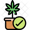 پیش‌نمایش فایل cannabis-plant-1777689 از پک شاهدانه و پزشکی