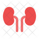 پیش‌نمایش فایل kidney-6508490 از پک پزشکی