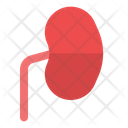 پیش‌نمایش فایل kidney-6823049 از پک پزشکی