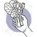 پیش‌نمایش فایل holding-cabbage-3455301 از پک طبیعت