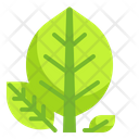 پیش‌نمایش فایل leaf-leave-tree-plant-nature-spring-season-3528614 از پک فصل بهار