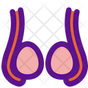 پیش‌نمایش فایل ovarian-3018206 از پک کالبدشناسی