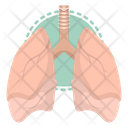 پیش‌نمایش فایل lungs-4316585 از پک پزشکی