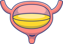 پیش‌نمایش فایل bladder-11158352 از پک اندام داخلی انسان
