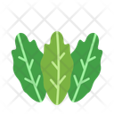 پیش‌نمایش فایل lettuce-10680985 از پک سبزیجات