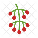 پیش‌نمایش فایل hackberry-10681067 از پک میوه