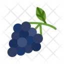 پیش‌نمایش فایل zinfandel-grapes-10681079 از پک میوه
