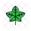 پیش‌نمایش فایل ivy-1806271 از پک طبیعت