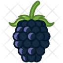 پیش‌نمایش فایل blackberry-5 از پک میوه