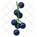 پیش‌نمایش فایل currants-8 از پک میوه