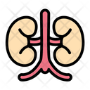 پیش‌نمایش فایل kidney-9371250 از پک زیست شناسی