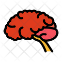 پیش‌نمایش فایل brain-1607178 از پک اندام انسان