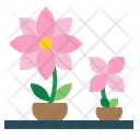 پیش‌نمایش فایل flower-pot-1936163 از پک دکوراسیون خانه