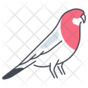 پیش‌نمایش فایل bird-11136214 از پک حیوان خانگی