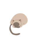 پیش‌نمایش فایل cute-domestic-cat-curled-up-in-a-comfortable-and-cozy-pose-12622103 از پک گربه