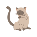 پیش‌نمایش فایل cute-kitten-licking-its-arm-for-self-grooming-and-cleanliness-12622319 از پک گربه