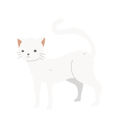 پیش‌نمایش فایل domestic-cat-12622094 از پک گربه