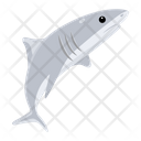 پیش‌نمایش فایل white-shark-8599890 از پک کوسه