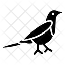پیش‌نمایش فایل magpie از پک نمادهای کره