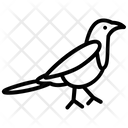 پیش‌نمایش فایل magpie-1 از پک نمادهای کره