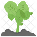 پیش‌نمایش فایل lettuce-plant از پک کشاورزی ارگانیک