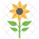 پیش‌نمایش فایل sunflower-214 از پک کشاورزی ارگانیک