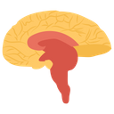 پیش‌نمایش فایل brain-1447225 از پک پروتز ارتوپدی، ایمپلنت‌های پزشکی و اندام‌های مصنوعی