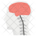 پیش‌نمایش فایل brain-anatomy-1447153 از پک پروتز ارتوپدی، ایمپلنت‌های پزشکی و اندام‌های مصنوعی