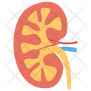 پیش‌نمایش فایل human-kidneys-1447146 از پک پروتز ارتوپدی، ایمپلنت‌های پزشکی و اندام‌های مصنوعی