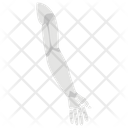 پیش‌نمایش فایل prosthetic-arm-1447212 از پک پروتز ارتوپدی، ایمپلنت‌های پزشکی و اندام‌های مصنوعی