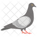 پیش‌نمایش فایل pigeon-1481711 از پک حیوانات خانگی