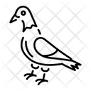 پیش‌نمایش فایل pigeon-14947413 از پک لندن