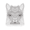 پیش‌نمایش فایل alpaca-1533306 از پک تصاویر وینتیج حیوانات