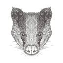 پیش‌نمایش فایل badger-1533303 از پک تصاویر وینتیج حیوانات