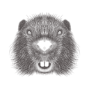 پیش‌نمایش فایل beaver-1533300 از پک تصاویر وینتیج حیوانات