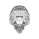 پیش‌نمایش فایل chimpanzee-head-1533267 از پک تصاویر وینتیج حیوانات