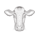 پیش‌نمایش فایل cow-head-1533292 از پک تصاویر وینتیج حیوانات