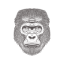 پیش‌نمایش فایل gorilla-head-1533283 از پک تصاویر وینتیج حیوانات