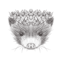 پیش‌نمایش فایل hedgehog-1533282 از پک تصاویر وینتیج حیوانات