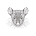 پیش‌نمایش فایل mouse-face-1533271 از پک تصاویر وینتیج حیوانات