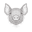 پیش‌نمایش فایل pig-1533265 از پک تصاویر وینتیج حیوانات