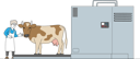 پیش‌نمایش فایل cow-stand-on-processing-line-before-carcass-cutting-and-producing-beef-production-4662259 از پک غذا و نوشیدنی